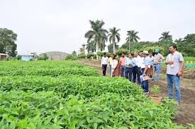 Soybean Research