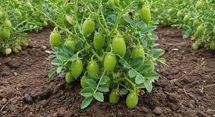 Radhika Seeds Green Gram Field