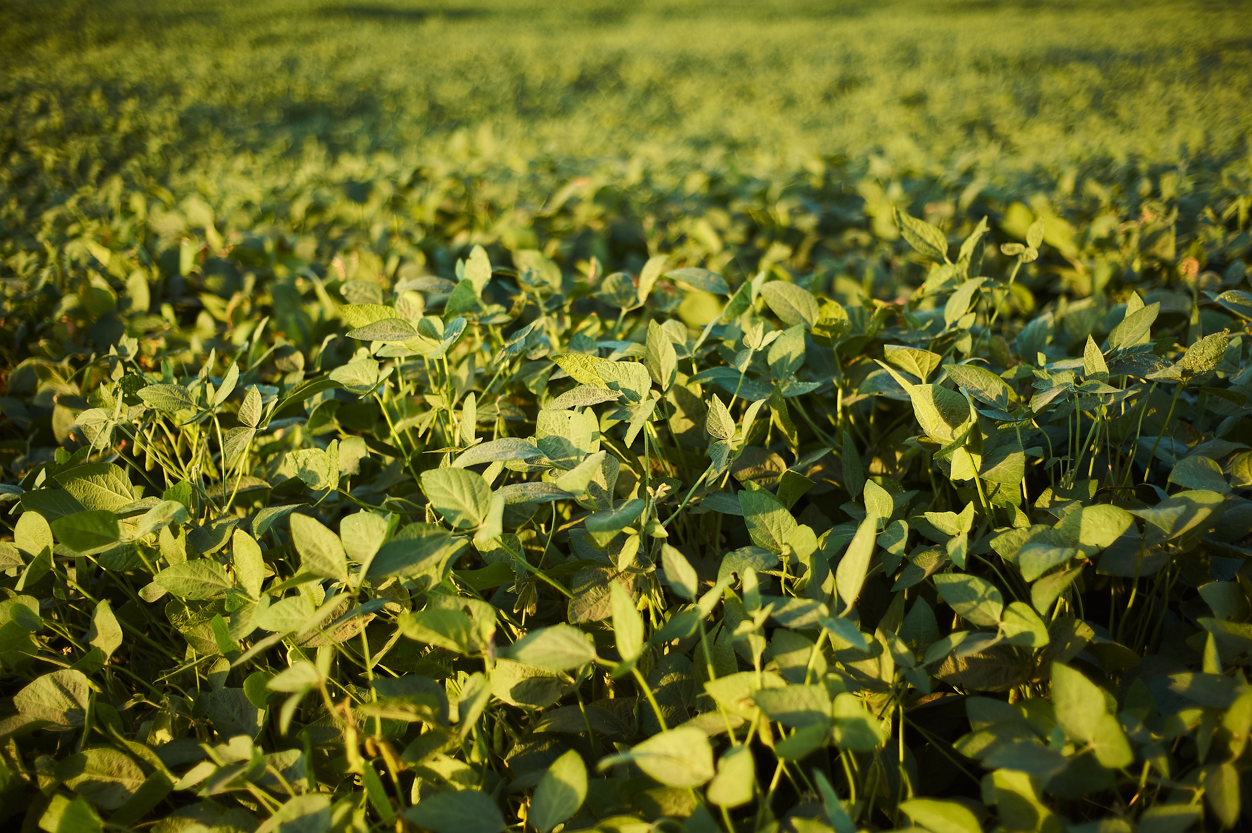 Radhika Seeds Green Gram Crop