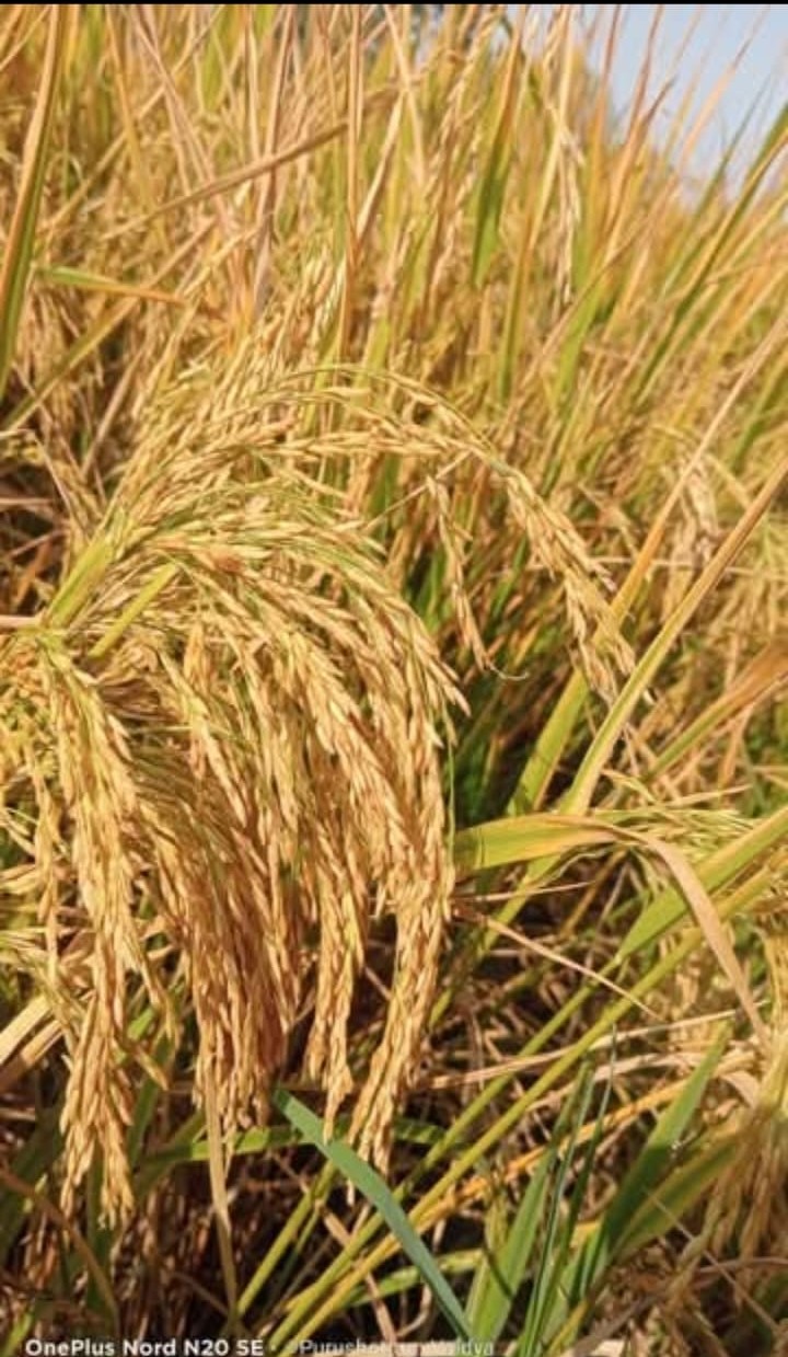 Radhika Seeds Paddy Crop
