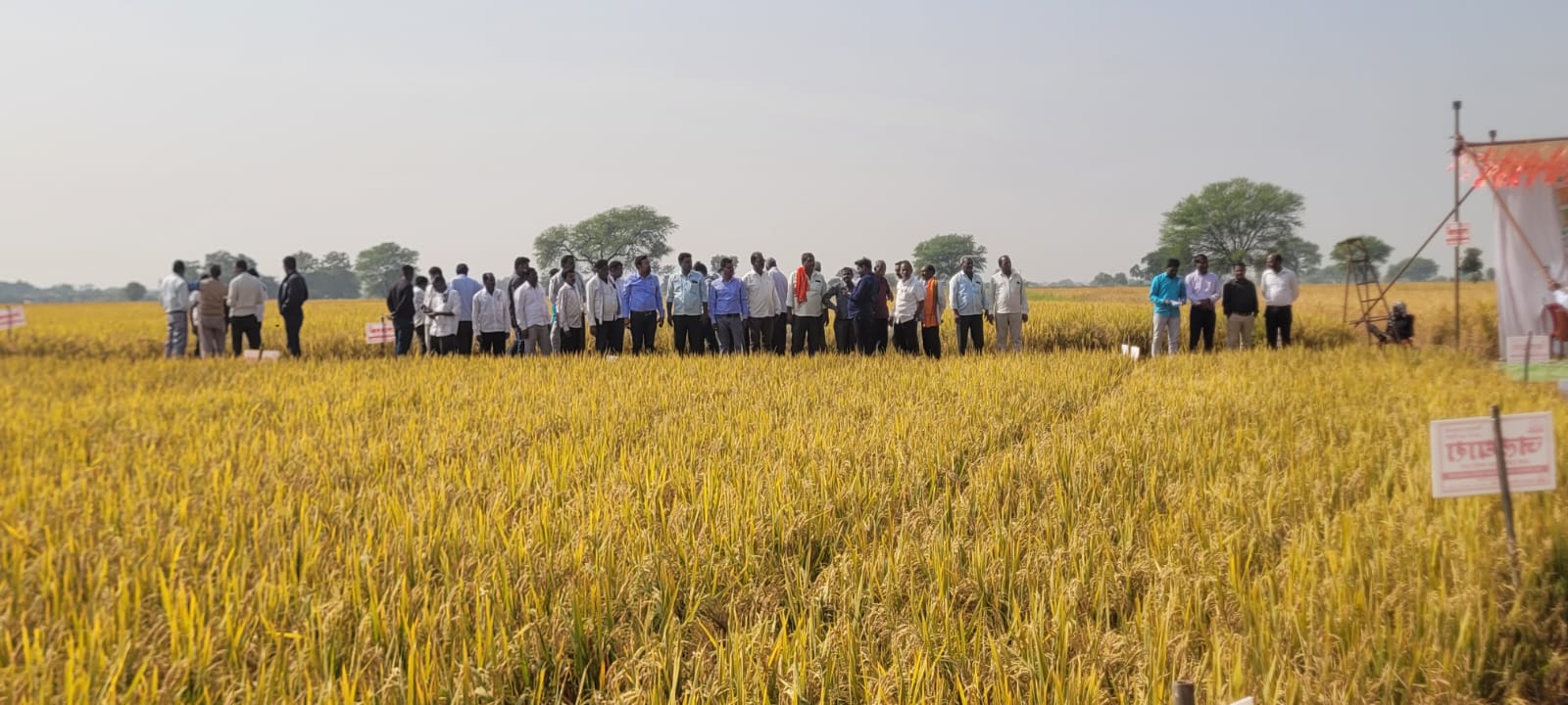 Paddy Research