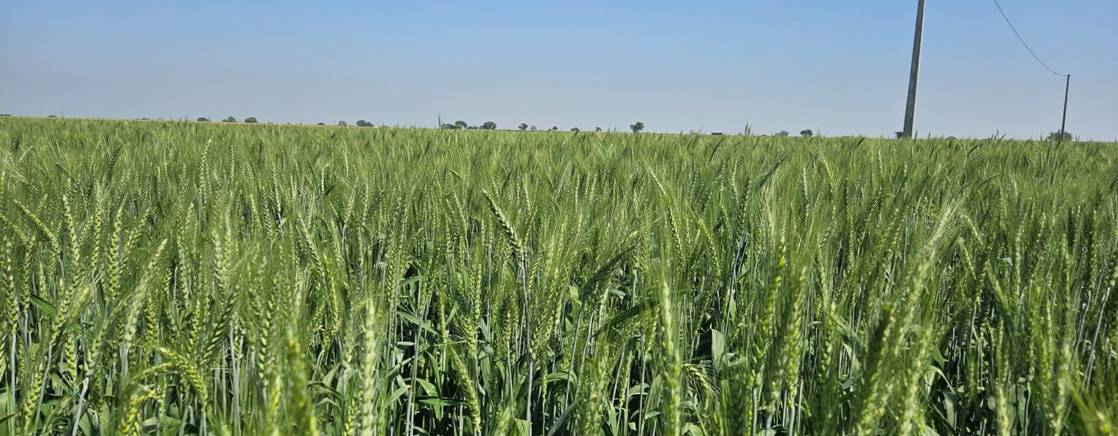 Agricultural Seed Field