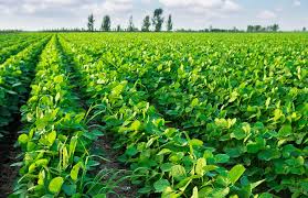 Radhika Seeds Soybean Crop