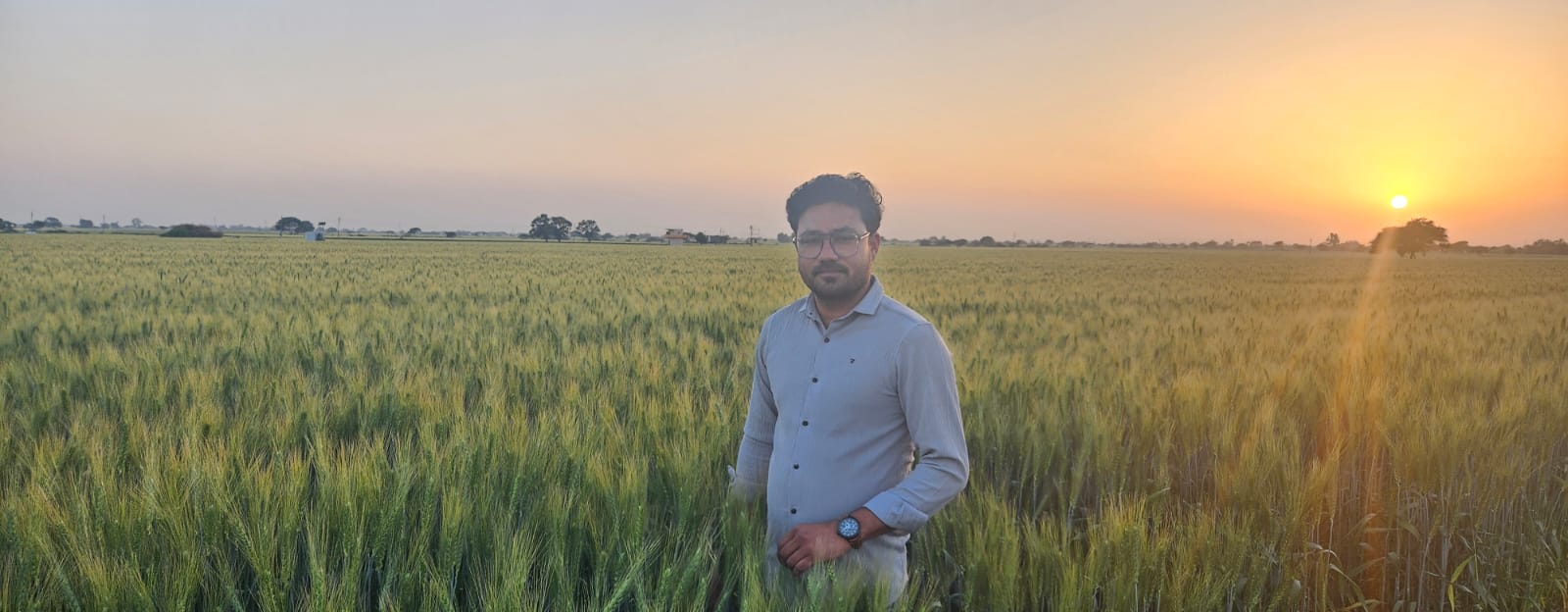 Radhika Seeds Wheat Crop