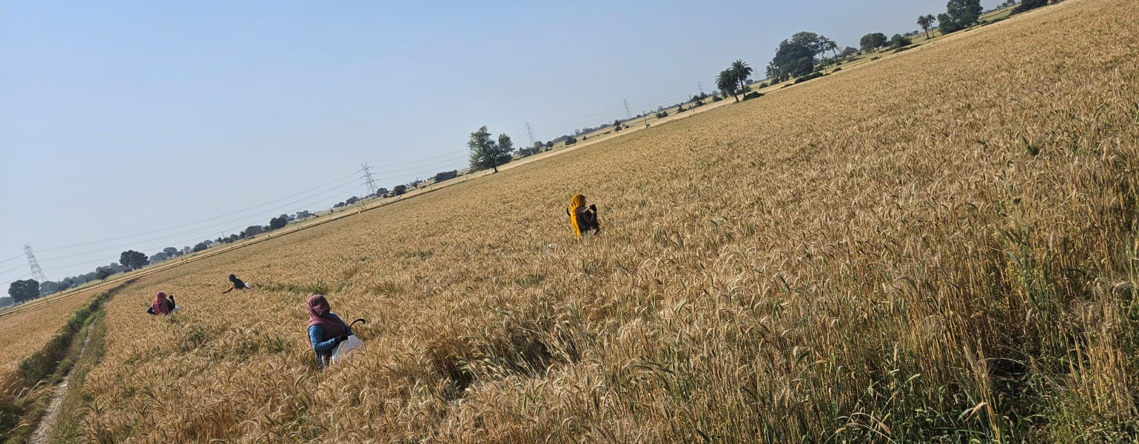 Agricultural Seed Field