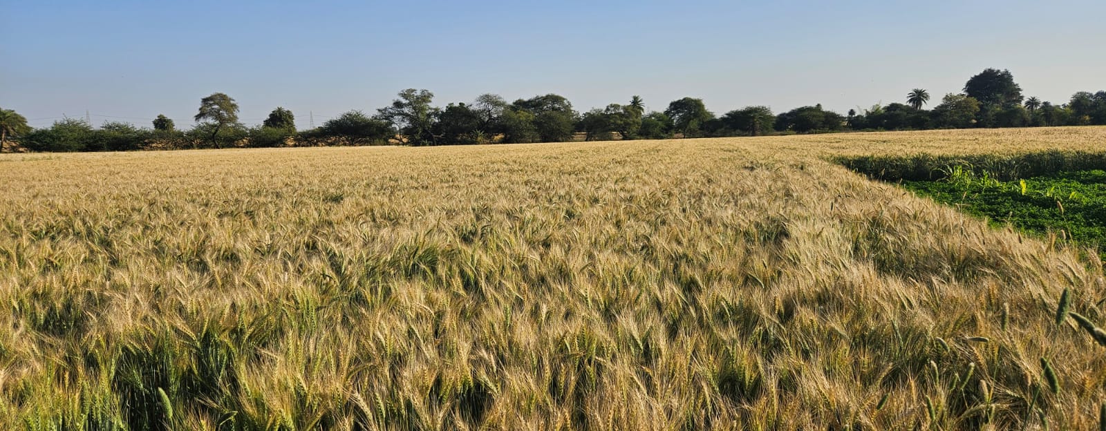 Agricultural Seed Field