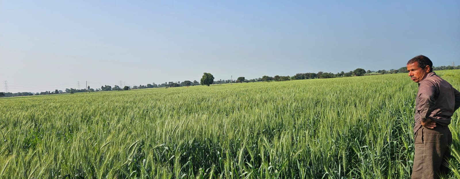Agricultural Seed Field